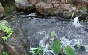 Ducks Duke It Out in Small Pond - Animals - VIDEOTIME.COM