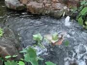 Ducks Duke It Out in Small Pond