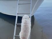Tiny Pup Climbs Up Tall Boat Ladder