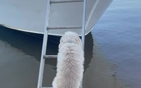 Tiny Pup Climbs Up Tall Boat Ladder - Animals - VIDEOTIME.COM