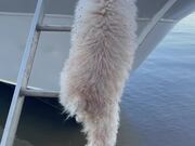 Tiny Pup Climbs Up Tall Boat Ladder