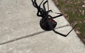 Big Black Widow Spider Dangles From Web - Animals - VIDEOTIME.COM