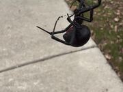 Big Black Widow Spider Dangles From Web