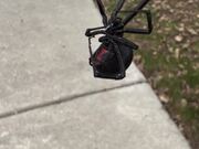Big Black Widow Spider Dangles From Web