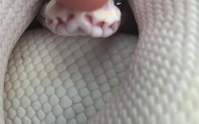 Booping a Snake on the Snout - Animals - VIDEOTIME.COM