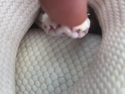 Booping a Snake on the Snout