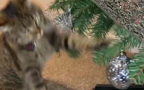 How to Keep a Tree Cat Free - Animals - VIDEOTIME.COM