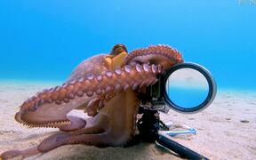 Octopus Loves the Camera