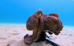 Octopus Loves the Camera