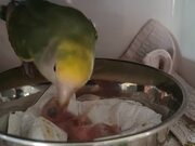 Papa Parrot Feeds Chick