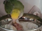 Papa Parrot Feeds Chick