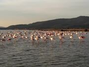 Pink Flamingos Walk Through Lake in Turkey
