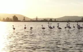 Pink Flamingos Walk Through Lake in Turkey - Animals - VIDEOTIME.COM