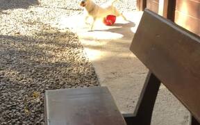 Pup Does Pilates - Animals - VIDEOTIME.COM