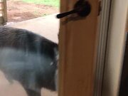 Boar Opens the Door