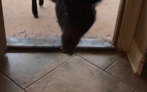 Boar Opens the Door - Animals - VIDEOTIME.COM
