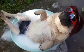 Lucky Pug - Animals - VIDEOTIME.COM