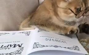 Clever Cat - Animals - VIDEOTIME.COM