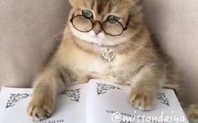 Clever Cat - Animals - VIDEOTIME.COM