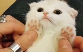 Super Cute Cat - Animals - VIDEOTIME.COM