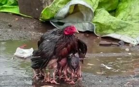 Caring Parent - Animals - VIDEOTIME.COM