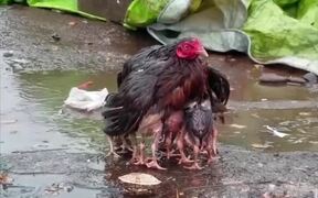 Caring Parent - Animals - VIDEOTIME.COM
