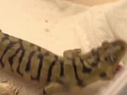 Clumsy Salamander