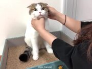 How To Give Cats Pills