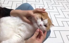 How To Give Cats Pills - Animals - VIDEOTIME.COM
