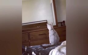 Narcissistic Cat - Animals - VIDEOTIME.COM