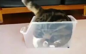 Сats Are Liquid - Animals - VIDEOTIME.COM
