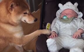 Baby & Doggy - Animals - VIDEOTIME.COM