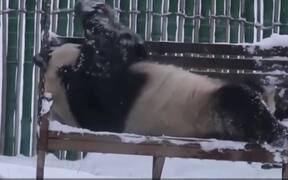 Who Loves Snow! - Animals - VIDEOTIME.COM