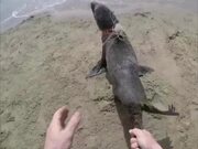 Rescued A Fur Seal