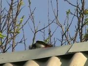 The Woodpecker On The Roof