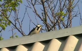 The Woodpecker On The Roof - Animals - VIDEOTIME.COM