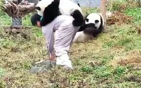Pandas - Animals - VIDEOTIME.COM