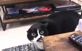 Purebred Georgian Cat - Animals - VIDEOTIME.COM