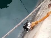 Kitten Rescue