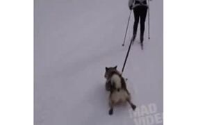 Running Dog - Animals - VIDEOTIME.COM