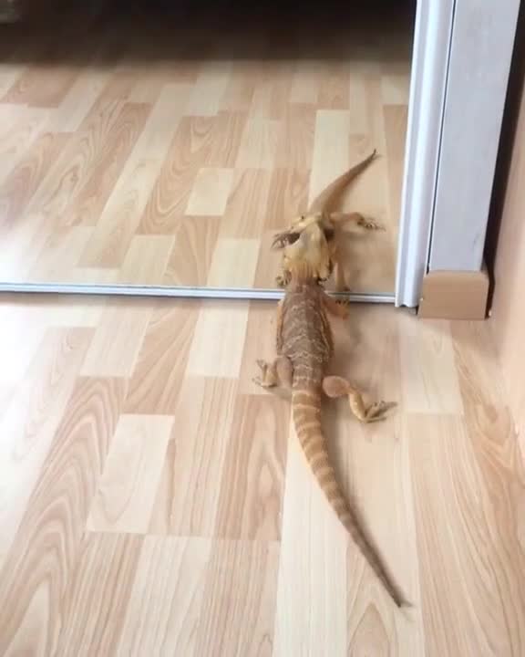 Lizard And Mirror