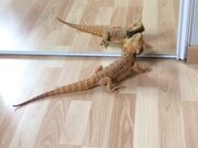 Lizard And Mirror