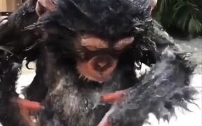 Funny Animals - Animals - VIDEOTIME.COM