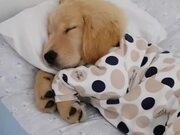 Pajama Dog