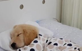 Pajama Dog - Animals - VIDEOTIME.COM