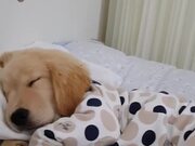 Pajama Dog