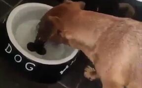 Funny Doggy - Animals - VIDEOTIME.COM