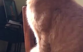 Comfortable - Animals - VIDEOTIME.COM