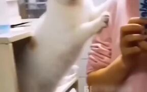 Ninja Cat - Animals - VIDEOTIME.COM