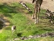 Giraffe Removes Branch Stuck On Gazelle's Head